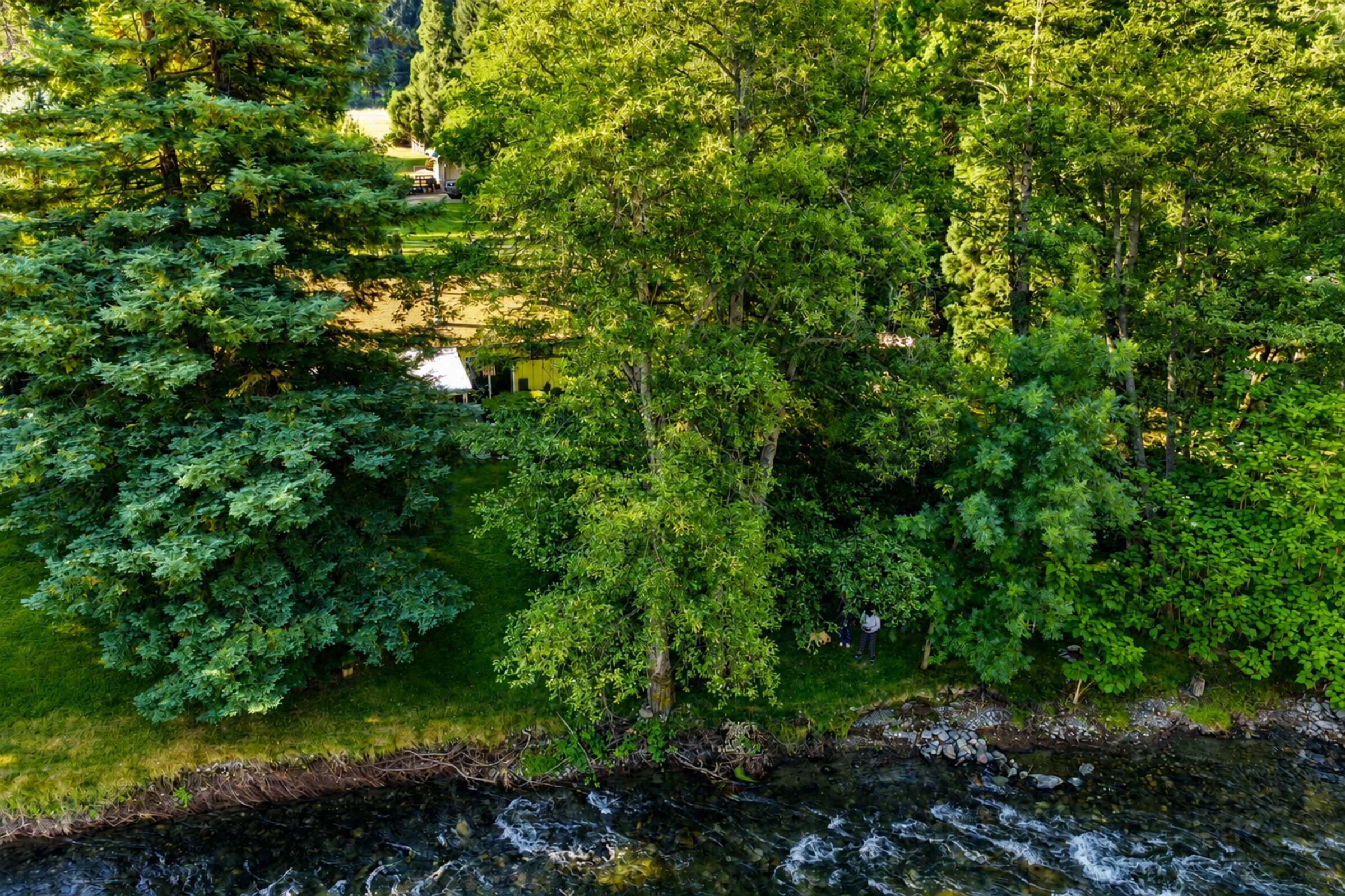Riverside Forest Canopy — Lake Tahoe